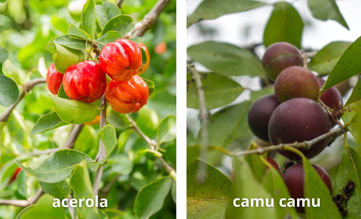 acerola a camu camu